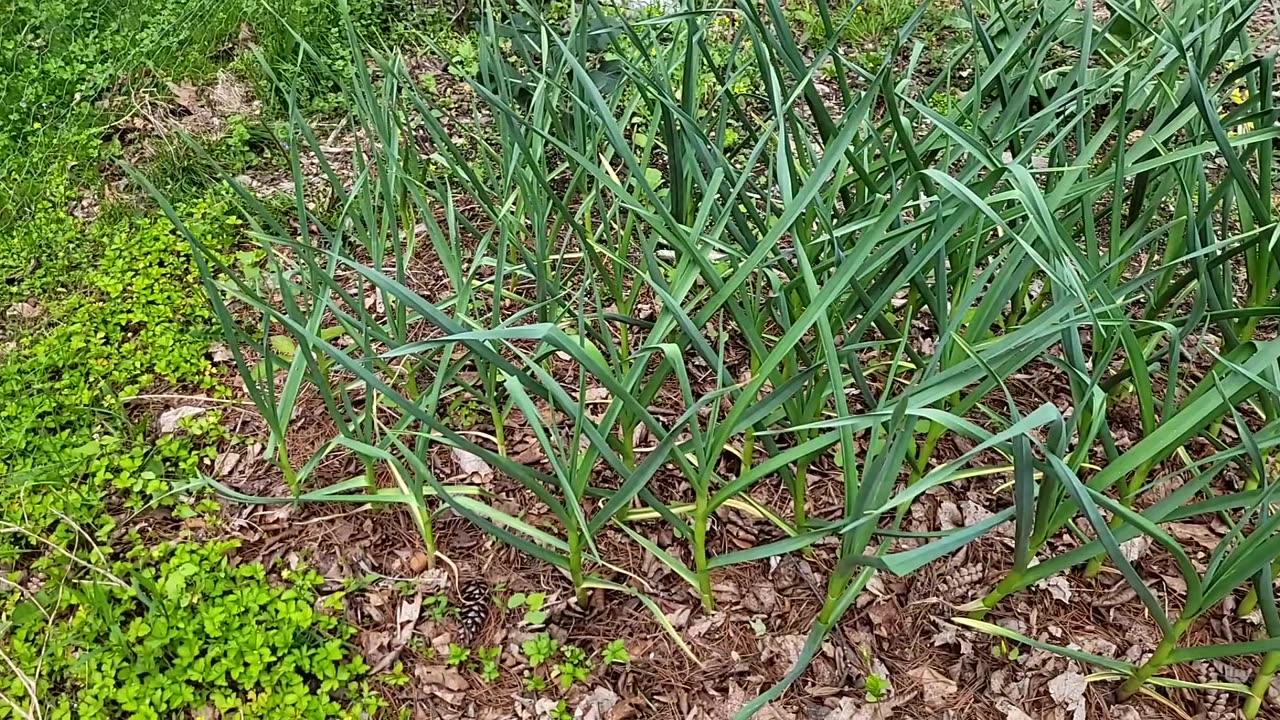 Onions and Allium Leaf Miner