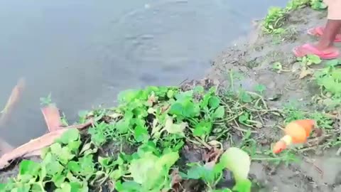 Little Boy Hunting Fish