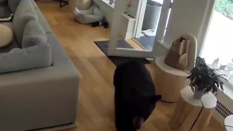 Pomeranian chases off a bear who strolled into a home in Vancouver 🐻🐩