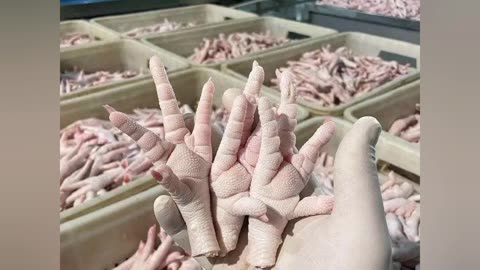 Brazilian Halal Frozen chicken suppliers