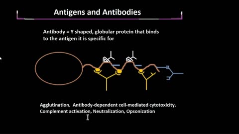 The Antigen-Antibody Interaction Part 1/2