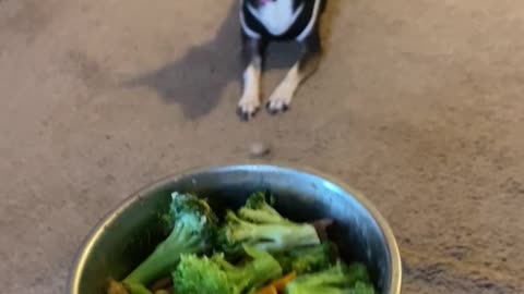 Chihuahua Day AND Broccoli Night?!