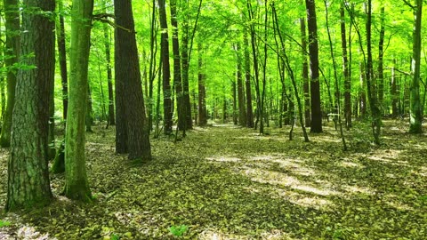 Green Radio: 24/7 Concert of Birds and Nature Sounds