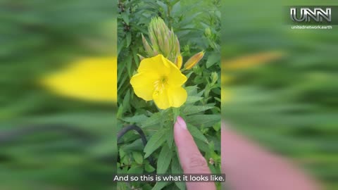 Julie shares the magical Moon Flower from Missouri, blooming beautifully at dusk!