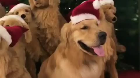 funny animals