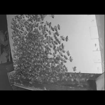 Saturday Morning Peek 1d