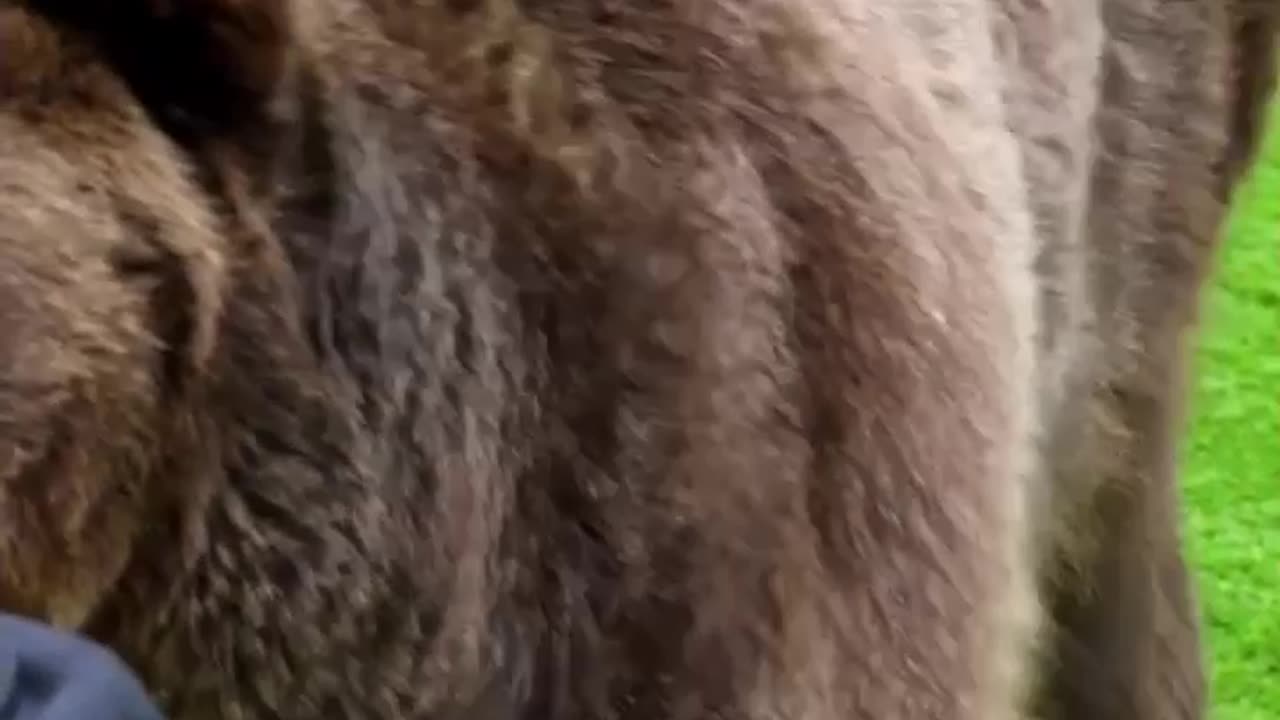 #shorts