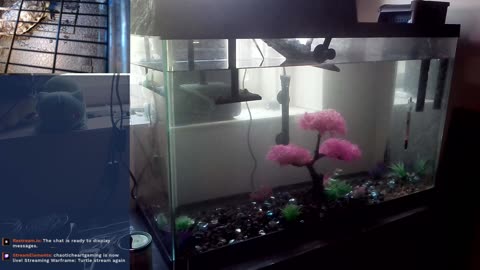 24/7 turtle stream