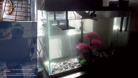 24/7 turtle stream