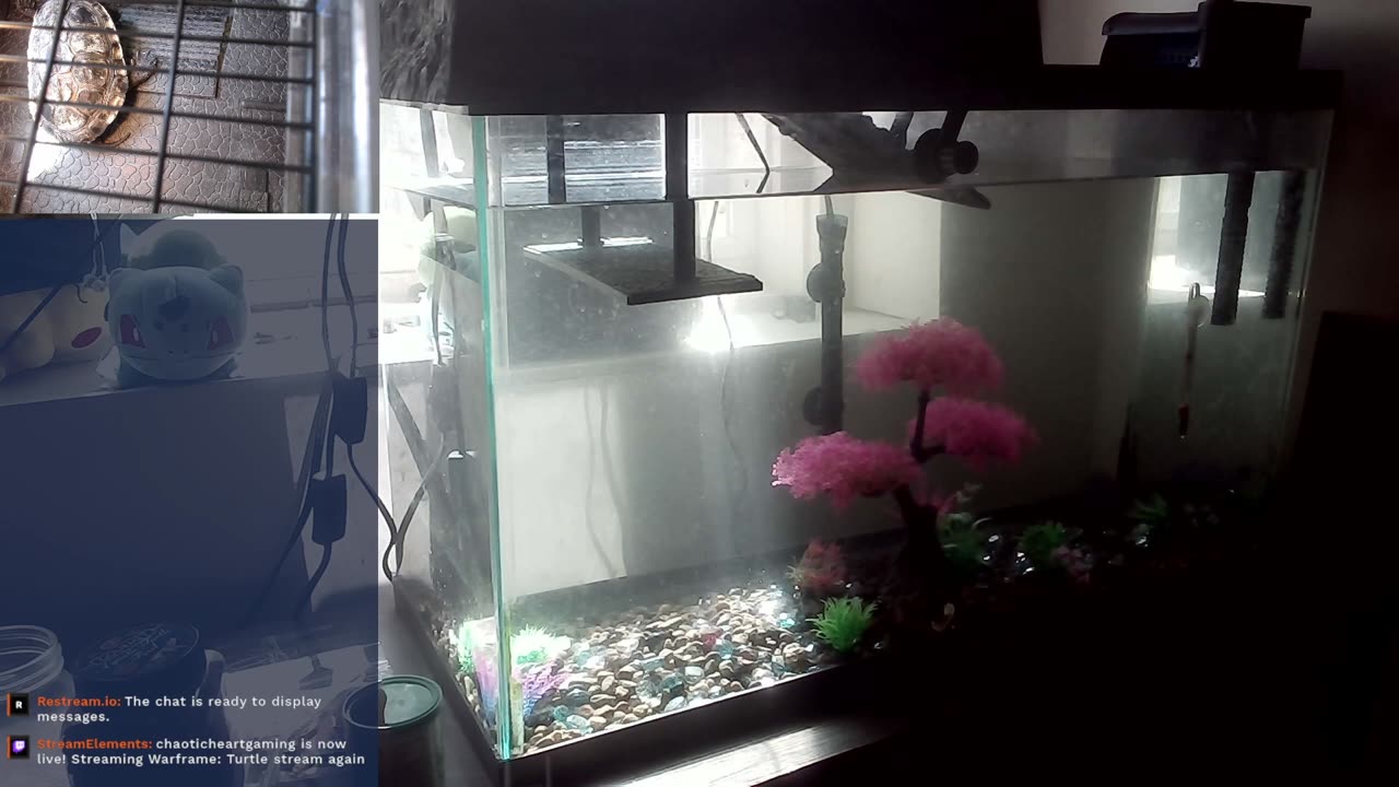 24/7 turtle stream