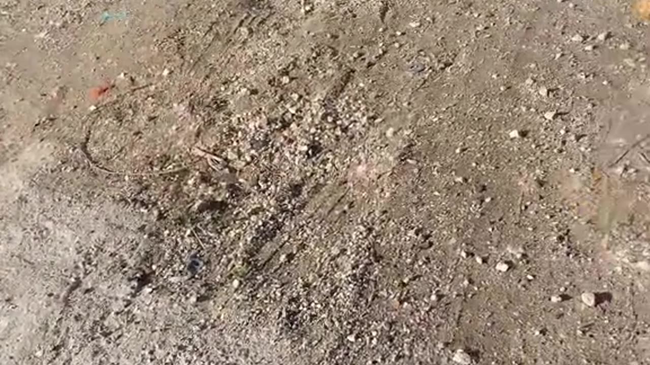 Dog Blocks Road for Treats