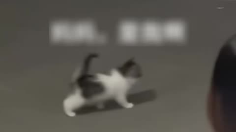 Emotional Moment 😿 | Mother Cat Gives Away Her Baby | Heartwarming Animal Story