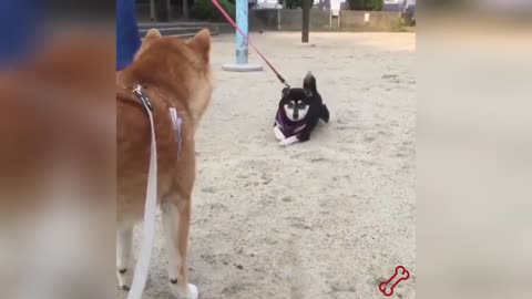 "When Animals Act Weird… and We Can’t Stop Laughing!" 🐾🤣