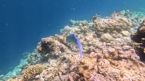 Safari Island 2024 4K Maldives