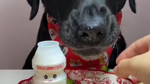 Tha dog eating all food👻🤣🧠#usa#AmericanHumor#MadelnUSA#USAYrending#ForyouUSAOFUSA#Cat#cute#viral