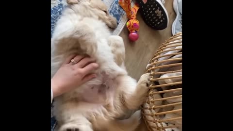 cute-baby-dogs---funniest-animals-2024--best-funny-cats-and-dogs--part-23