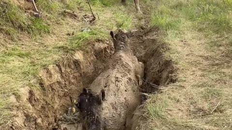 Saving Cows that are stuck in a mud hole. cartercountrymeats.com