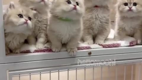 Funny Cat Moment