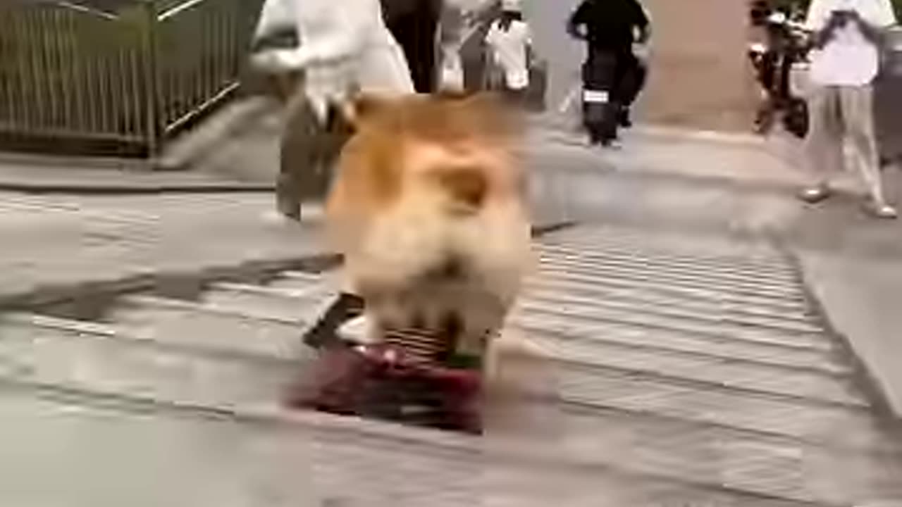A girl called a rescue team to save a drowning puppy
