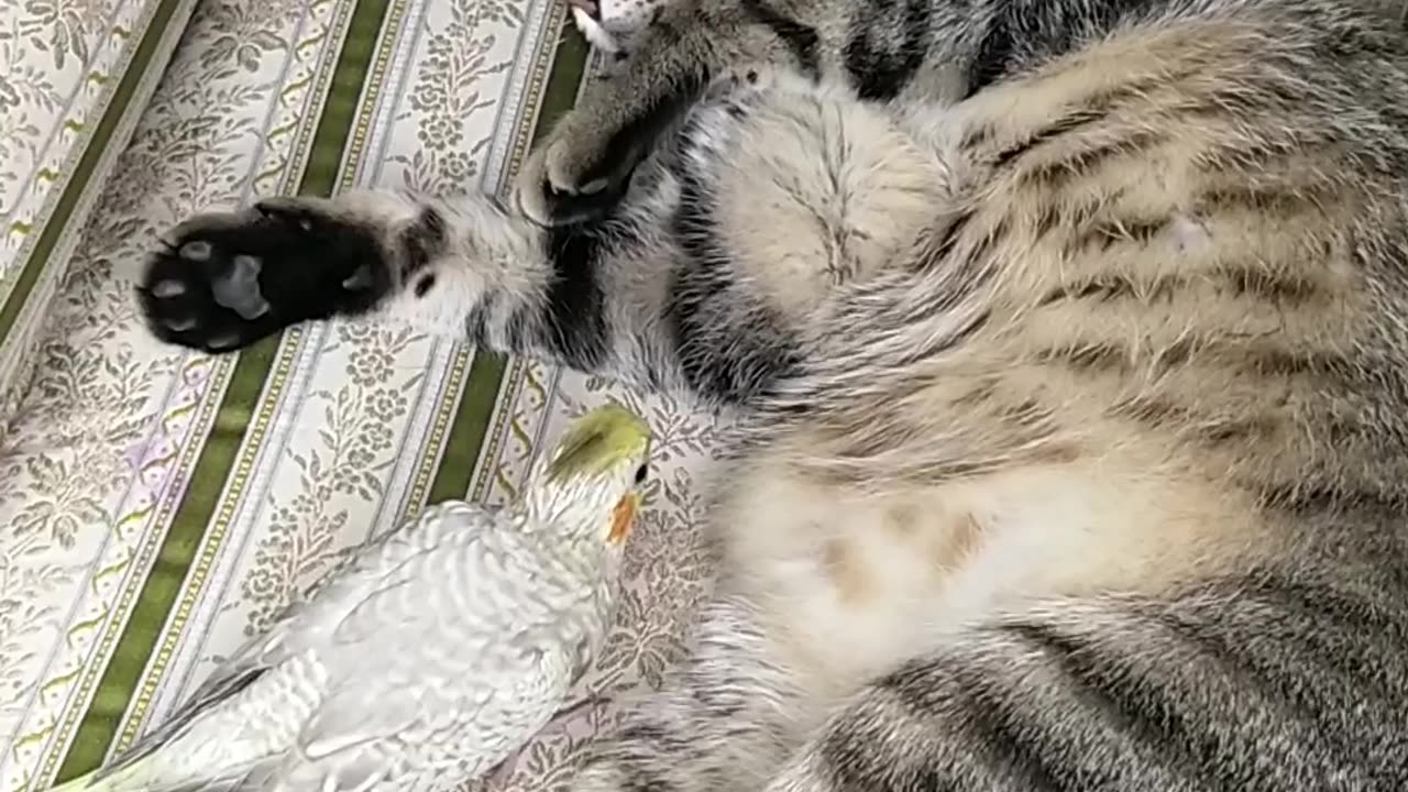 Cat Rico ⚠️