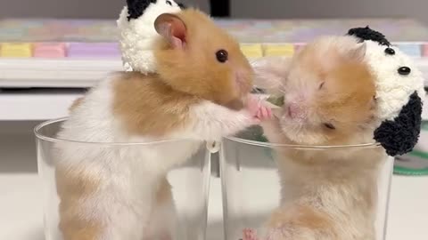 Stop! Don't fight anymore.