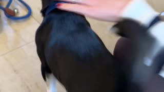 She was not prepared for this level of affection 💗😂