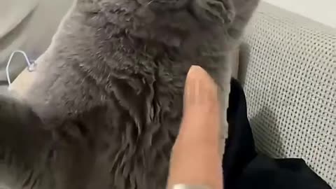Funny Animal Videos That Will Make You Laugh 😂🐶🐱