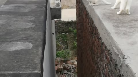 Have u seen a cat got vacumed, stay with the video guys 😅.