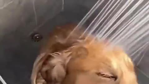 How my dog reacts