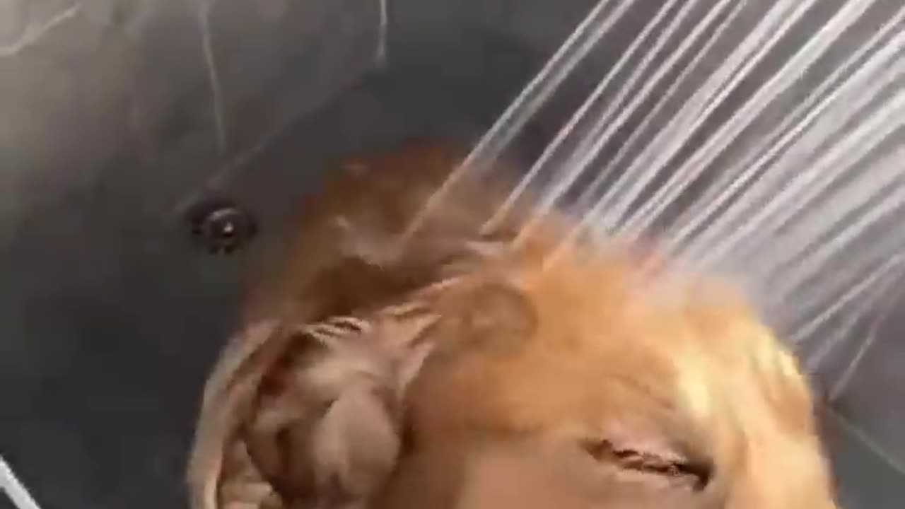 How my dog reacts