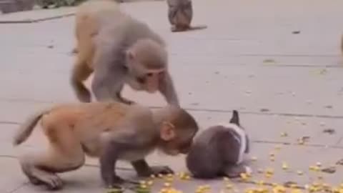 Funny monkey 🐒