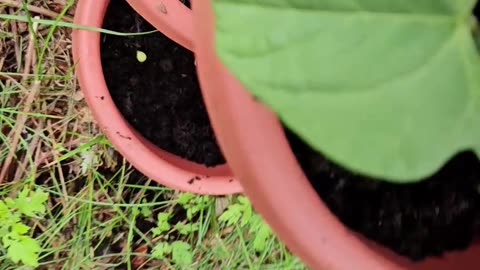 My Potted Vegetable garden