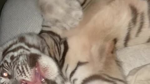 White Tiger in a Blanket