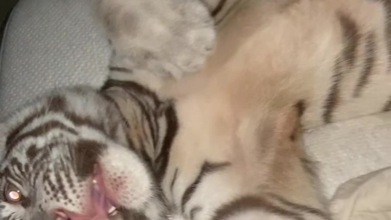 White Tiger in a Blanket