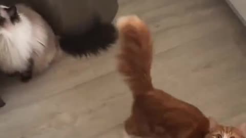 Of course it’s orange