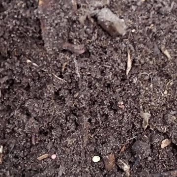 2 Harvests in 1 Space: Parsnips & Radish #sowingparsnips #interplanting