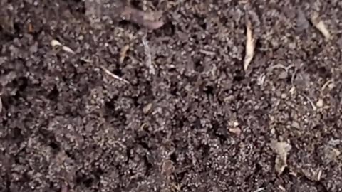 2 Harvests in 1 Space: Parsnips & Radish #sowingparsnips #interplanting