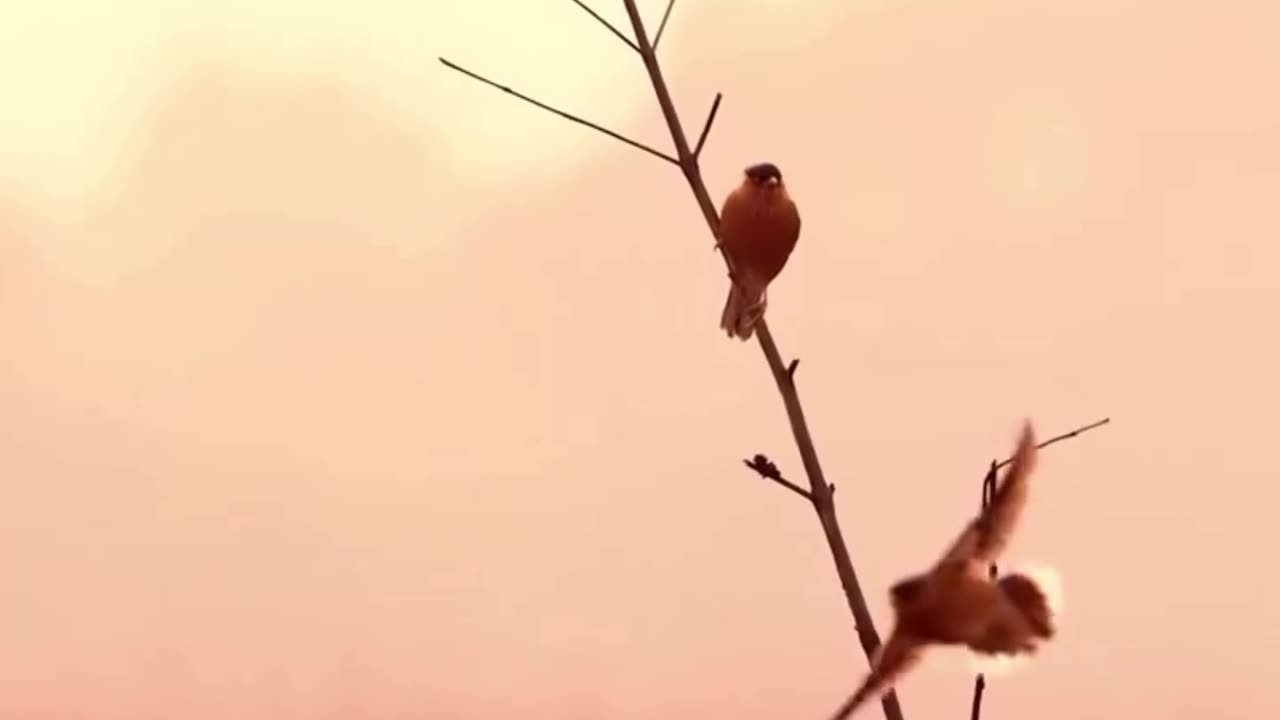 Doosti...