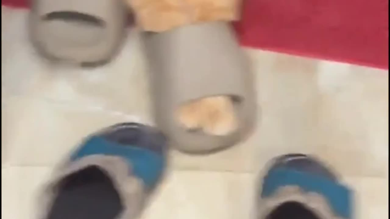 “Try Not to Laugh: Cat Edition 🐱💥”