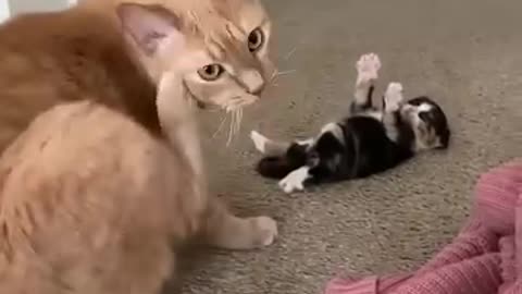 Funny videos 🤣 of cat 🐈😺