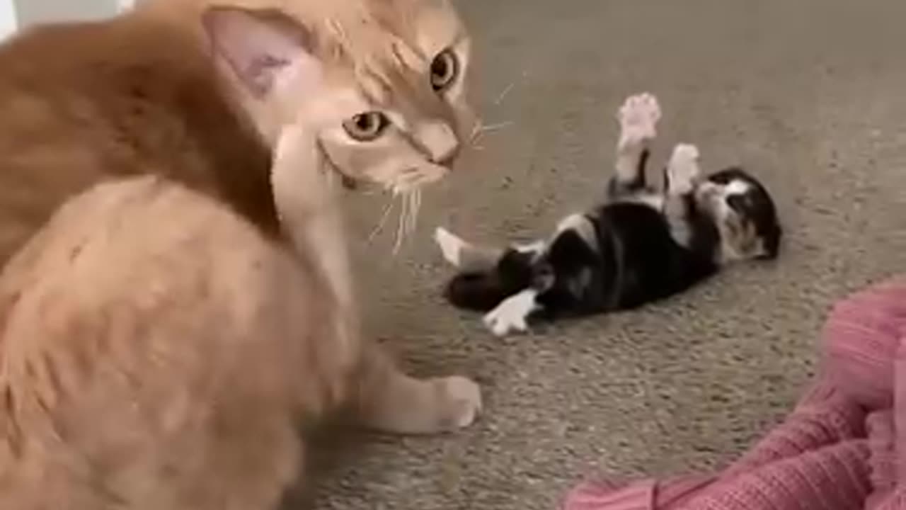 Funny videos 🤣 of cat 🐈😺