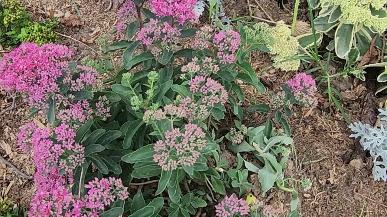 The most relaxing moment of bees crawling on boutique Sedum this side of Sarasota.