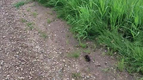 Turd Burglar - Coyote Lure Round-up