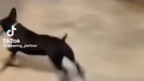 Cute and Funny Animal Video😂 Funniest Viral Puppy Cat clips😹 #shorts video #funny animals #cats