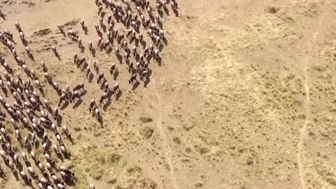 AI count slashes wildebeest population in Great Migration by half 