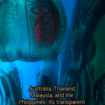Box Jellyfish — The Silent Killer of the Sea 🪼