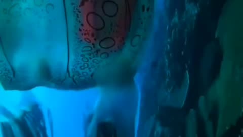 Box Jellyfish — The Silent Killer of the Sea 🪼