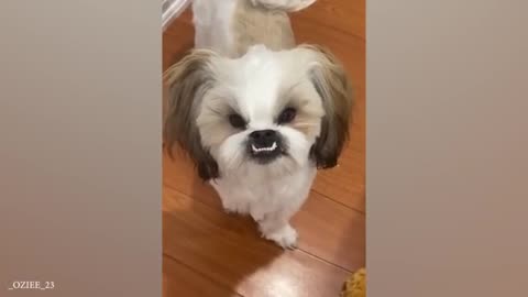 Try Not To Laugh Dogs and Cats