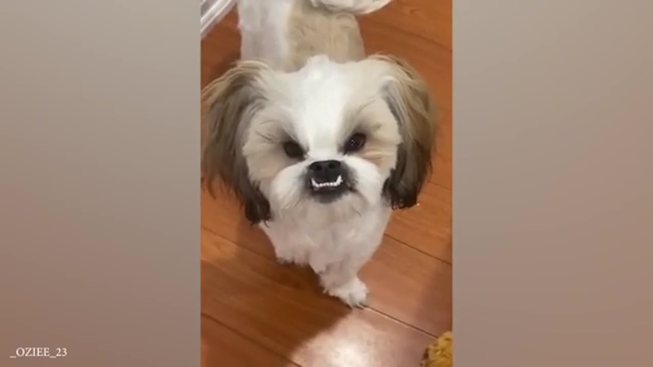 Try Not To Laugh Dogs and Cats