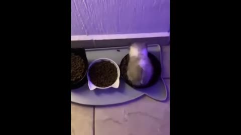 wi wi wi cat